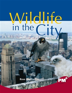 Wildlife in the City - 9780170099370