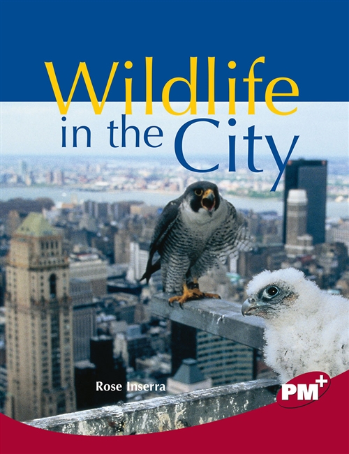 Picture of  Wildlife in the City