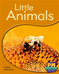 Little Animals - 9780170123945
