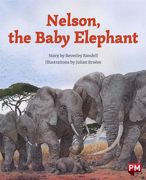 Picture of  Nelson the Baby Elephant