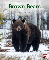 Brown Bears