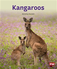 Kangaroos - 9780170328647