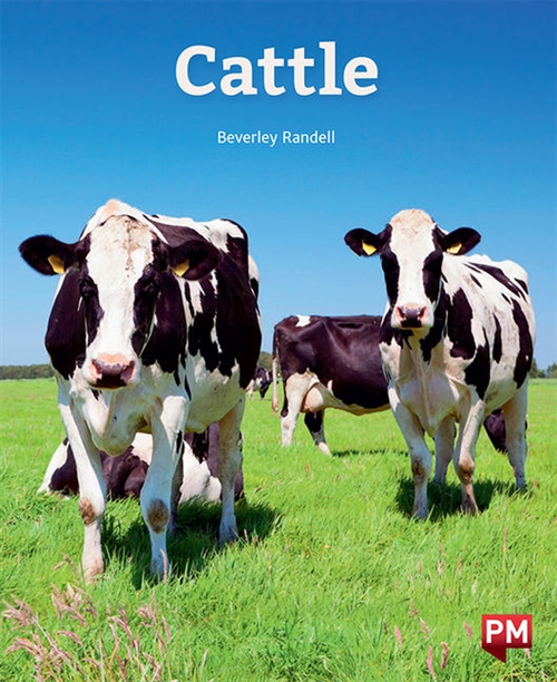 Picture of  Cattle