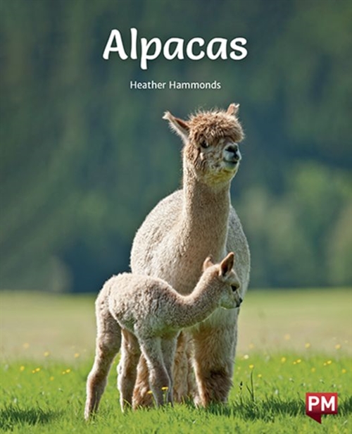 Picture of  Alpacas