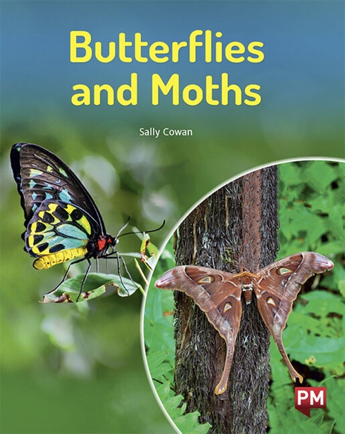 Picture of  Butterflies and Moths