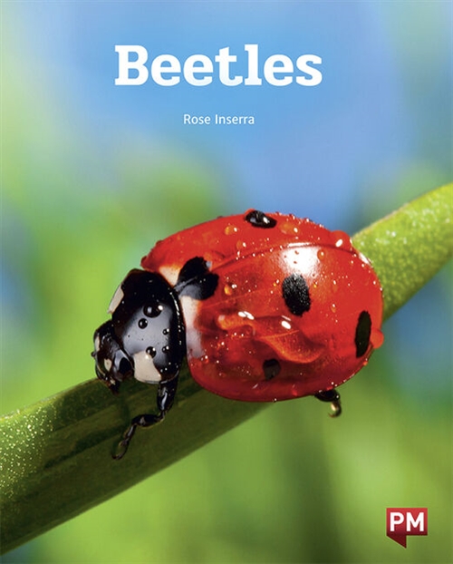 Picture of  Beetles