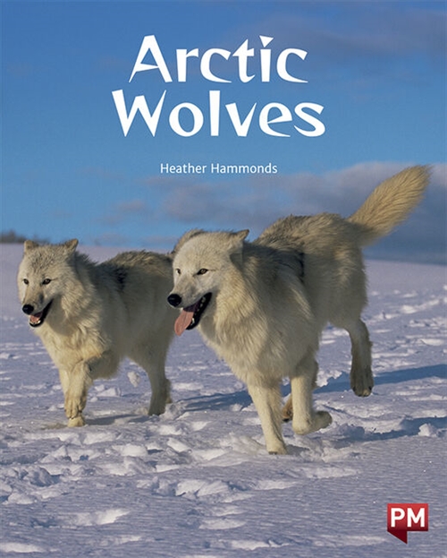 Picture of  Arctic Wolves