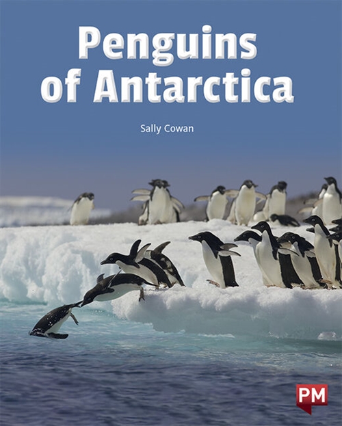 Picture of  Penguins of the Antarctica