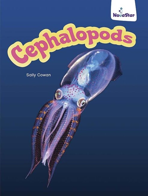 Picture of  Cephalopods