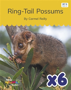 Ring-Tail Possums