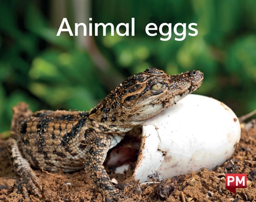 Picture of  Animal eggs