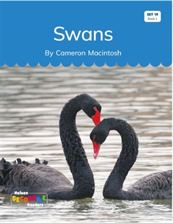 Swans (Set 19, Book 1) - 9780170502849