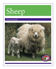 Sheep - 9781869559397